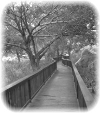 A Wooden Path
