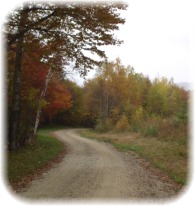 Dirt Road through Forest