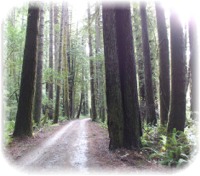 Majestic Redwood Forest