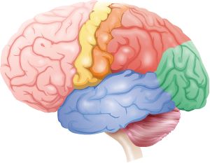bigstock human brain anatomy 132255