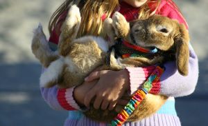 bigstock bunny rabbit 440511