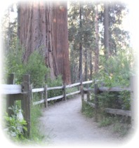 Trail through the Redwood Forest