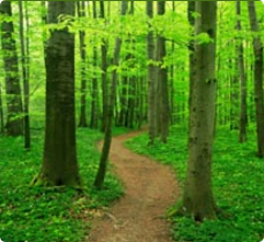 Forest Path