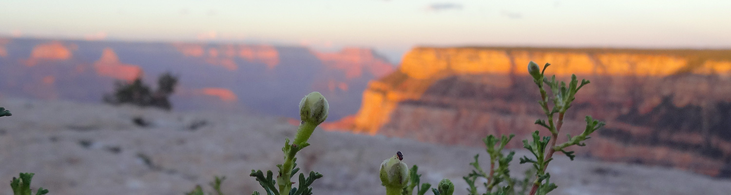 Acceptance and Commitment Therapy (ACT)