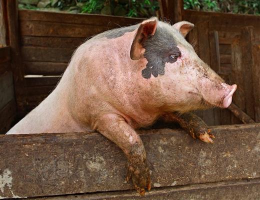 bigstock pork pig stands on its hind l 46498105
