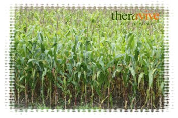 corn stocks