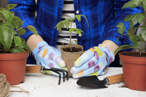 Gardening Is helping Psychological Well being